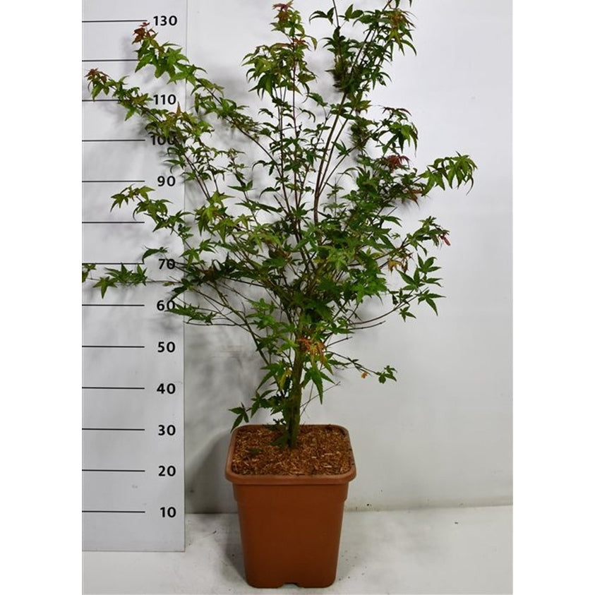 Japansk lönn – Acer palmatum 'Beni-maiko' - C15 125/+ cm.